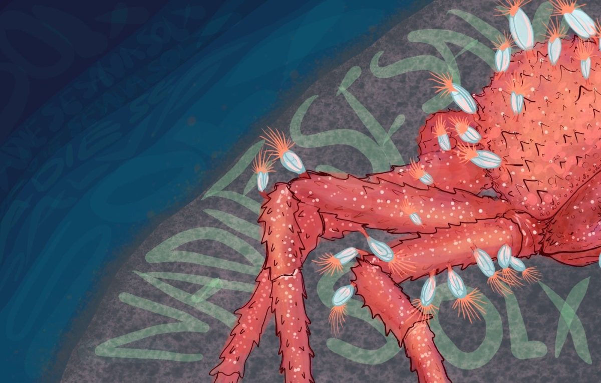 Recurrir al fondo (del mar): “Conociendo cuidamos”