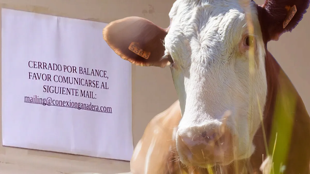 Conexión Ganadera: Las vacas, un Tesla y una estafa a la uruguaya