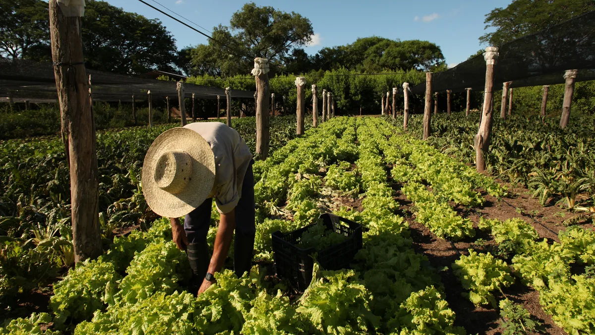 Alimentos 4S y el Derecho Humano a la alimentación: producir para la vida en la Argentina contemporánea